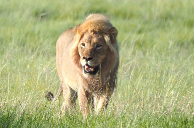 朝、パンを横切って見回りから帰ってきたオスライオン