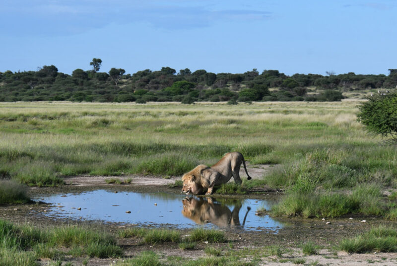時間をかけて水を飲んでいました1