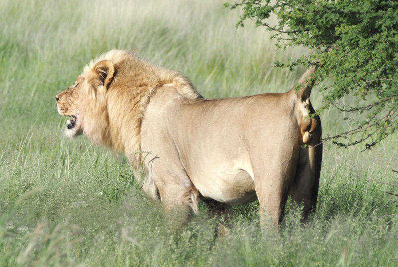 マーキングをして