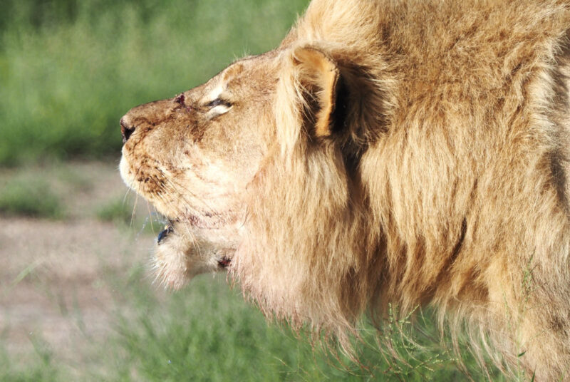 咆哮をして去っていきました