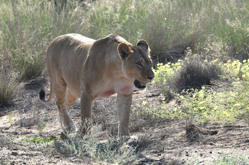 メスライオンがパンの近くのキャンプサイトを通ってブッシュの中へ