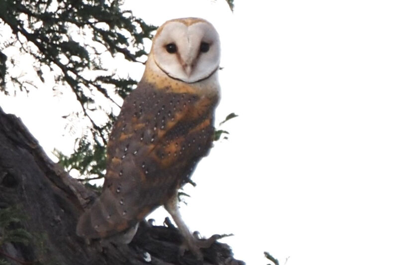 メンフクロウ　フクロウを見つけるのが上手な方といっしょでした