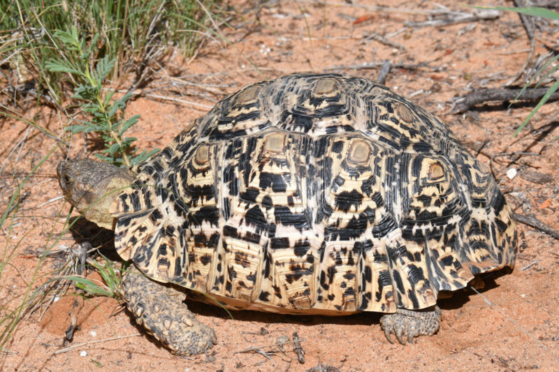 休憩の時に見つけたヒョウモンリクガメ