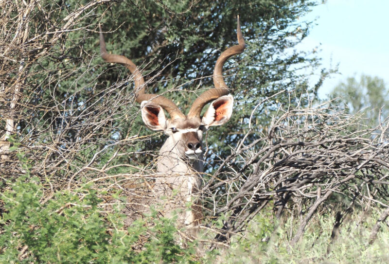 グレータークドゥ―　ブッシュの陰から