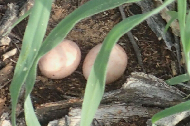 モトピのキャンプサイトの近くに、巣が雨で地面に落ちてしまったのかチョウゲンボウの卵がありました