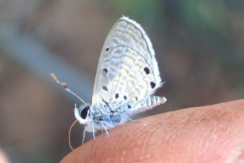 チョウチョが多く、座っていると指の汗を吸いにとまります