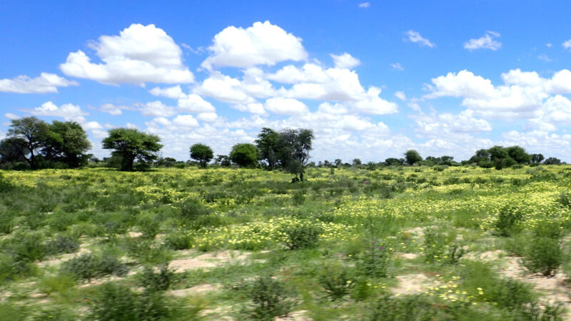 坂を越えるといたるところにお花畑が現れます