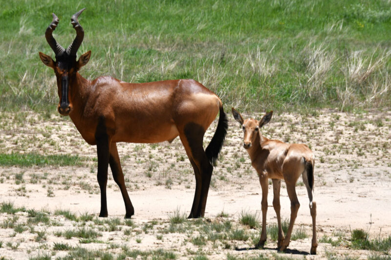 レッドハーテビースト