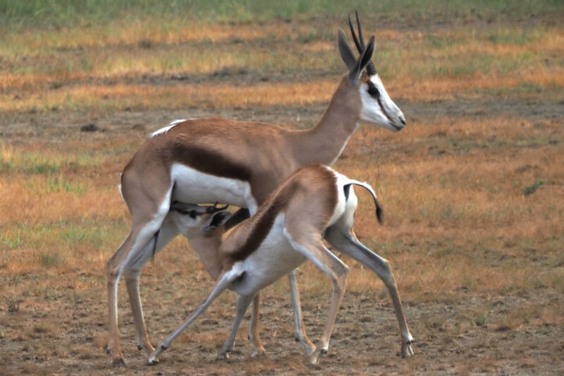 スプリングボック