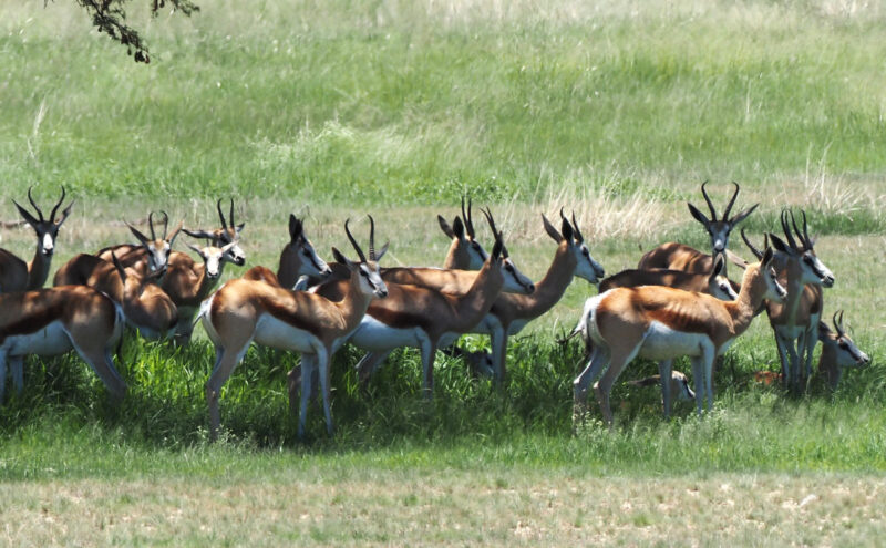 暑いので動物たちは木の下に避難