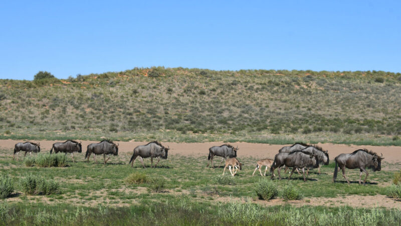ヌーは水を求めてか移動中です