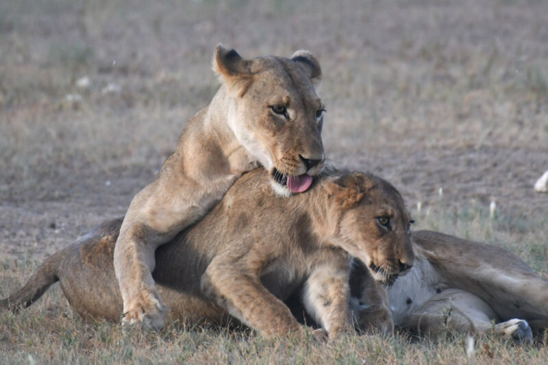 早朝、ポレンツァの水場をテリトリーにしているプライド
