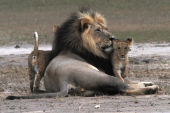 お客様レポートの画像