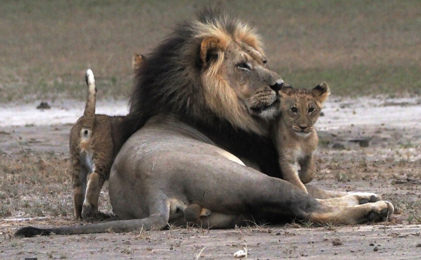 2025.12.21発 ボツワナ・キャンプ 南部カラハリ横断サファリ 15日間