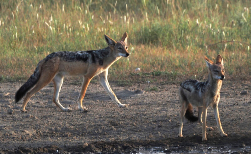 水場に来たジャッカルは様子見です