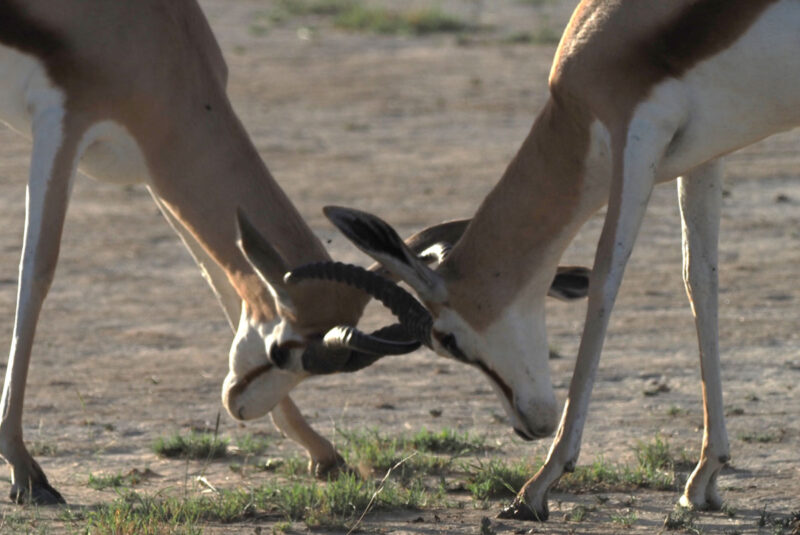 ノッソブ川沿いをユニオンズ・エンドに向けてゲームドライブ