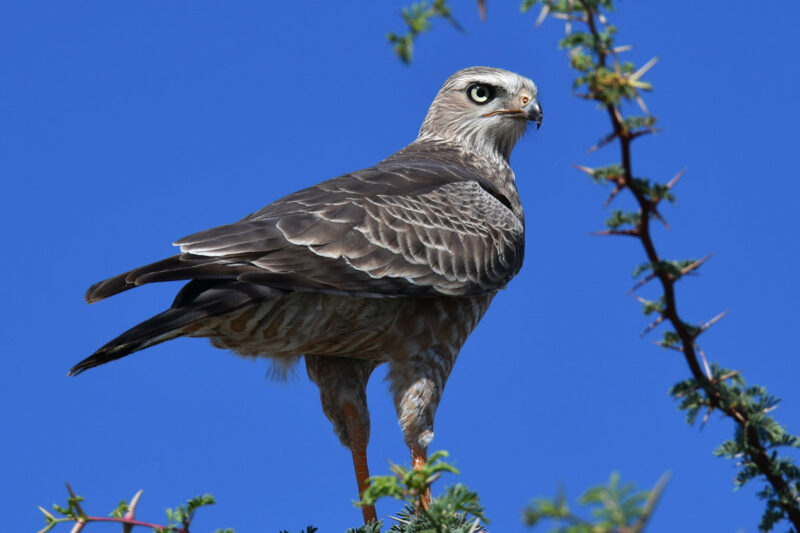 コシジロウタオオタカの幼鳥