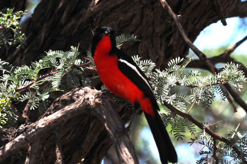 ハジロアカハラヤブモズ