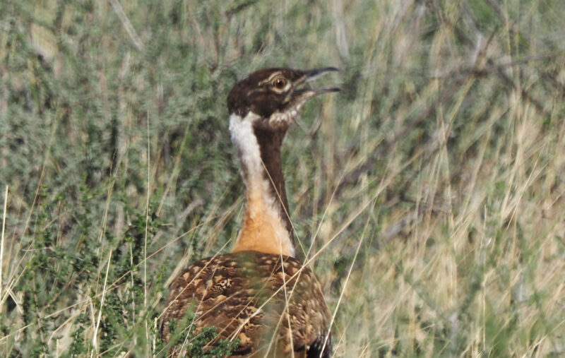ナンアチュウノガン