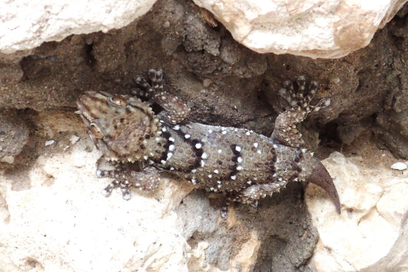 トイレの入り口にビブロンヤモリがいました