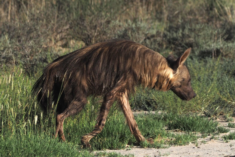 夕方近くウォーターホールに行くとブッシュの陰の水たまりにブラウンハイエナが涼んでいました。我々を見るとそそくさと消えていきました