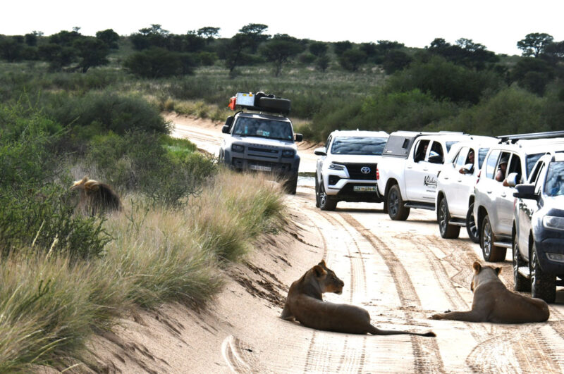 ルーイプッツへの移動中　やはりライオンは人気があります