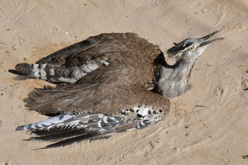 事故です　アフリカオオノガンが車と当たったのでしょうか？