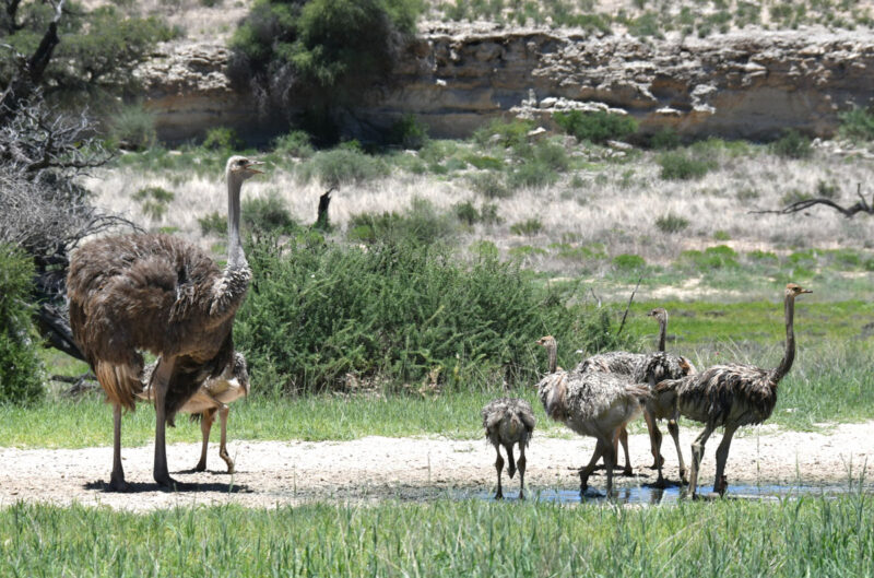 ダチョウの親子をよく見かけます