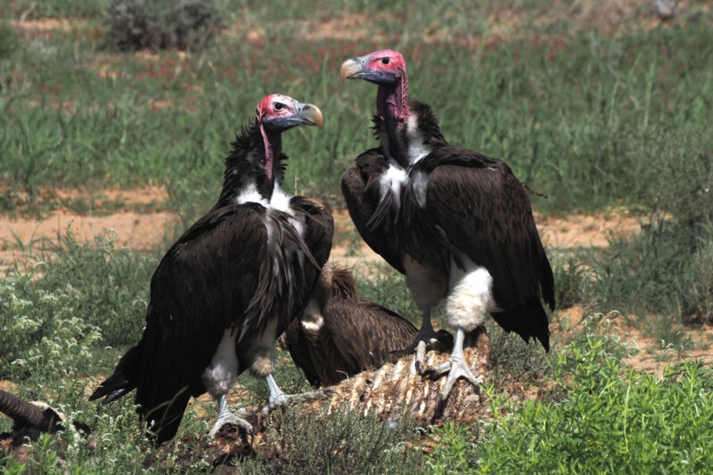 ミミヒダハゲワシ