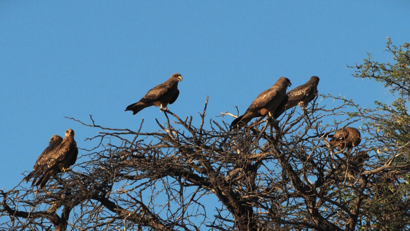 マブアシューベの時からキハシトビがよく群れていました