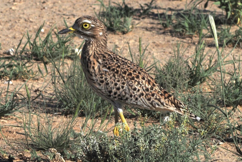 ケープイシチドリ