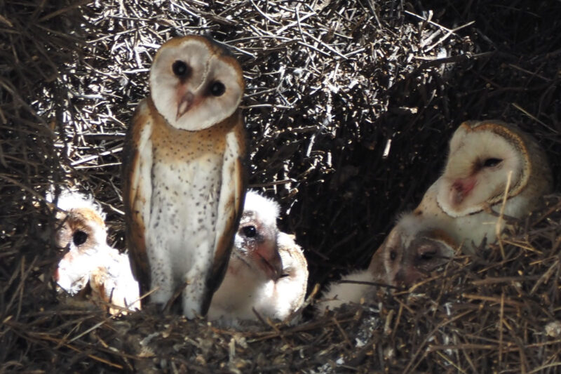メンフクロウの親子