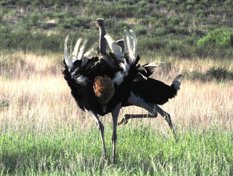 ダチョウのバトル