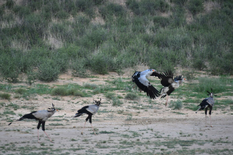ヘビクイワシのバトル