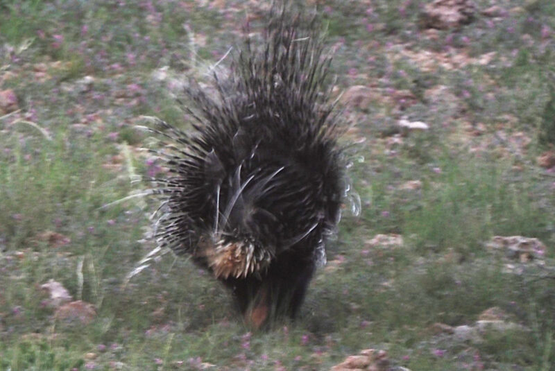早朝、道を横切って走っていくヤマアラシのおしり