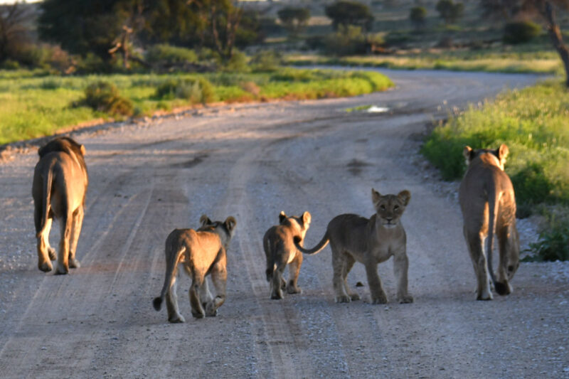ライオンファミリー