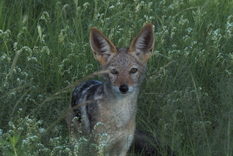 ジャッカルの子供