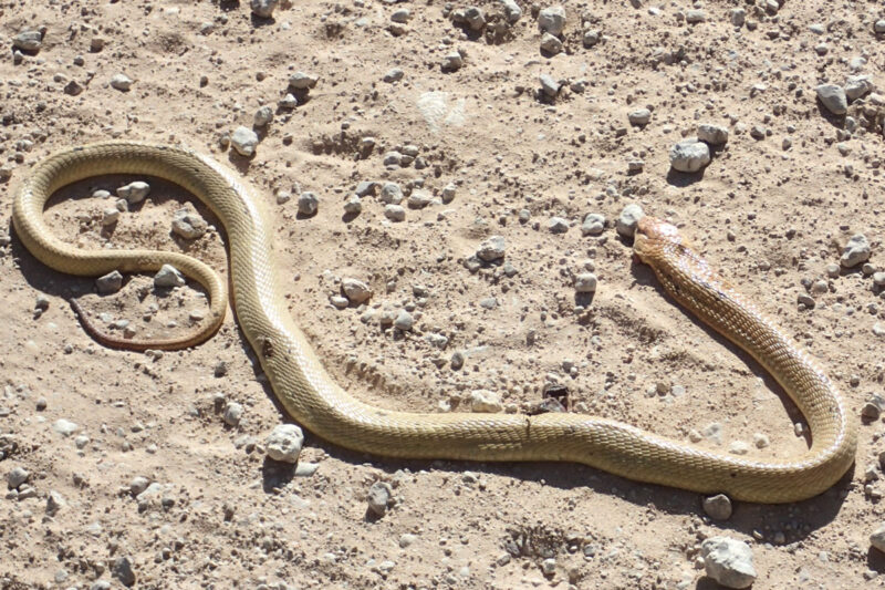 車に轢かれてしまったケープコブラ　色は黄金色をしていました