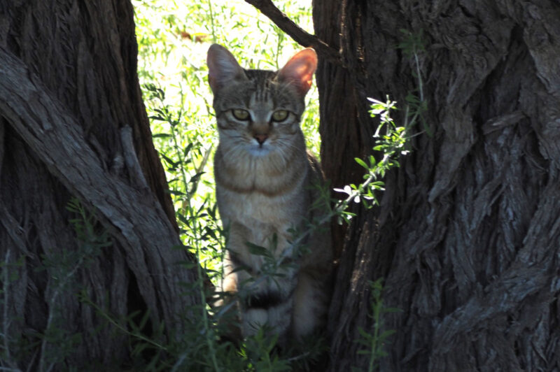 リビアヤマネコ　道のすぐそばに2頭いました1