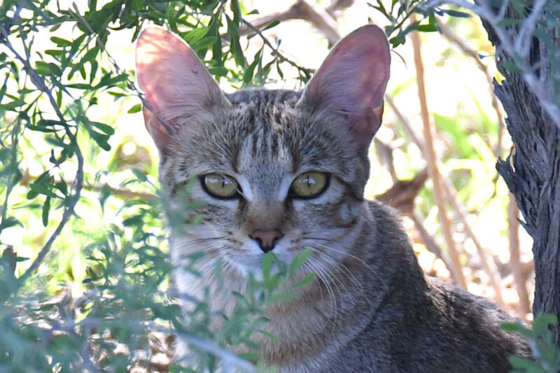リビアヤマネコ　道のすぐそばに2頭いました2