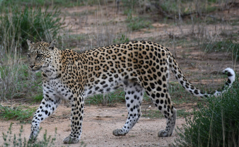 夕方岩場から降りてきたヒョウ