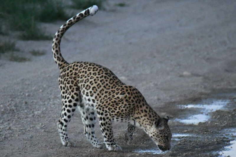 早朝キャンプにやってきたヒョウが道のそばにいました。1