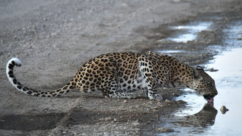早朝キャンプにやってきたヒョウが道のそばにいました。2