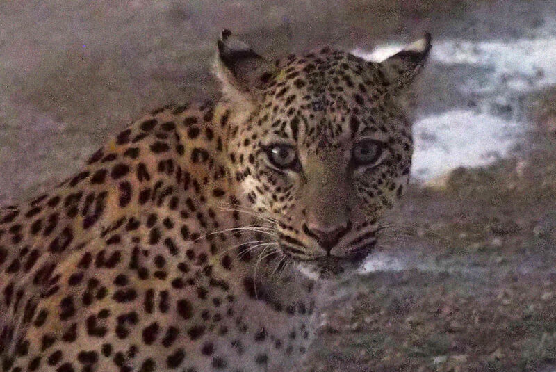 早朝キャンプにやってきたヒョウが道のそばにいました。3