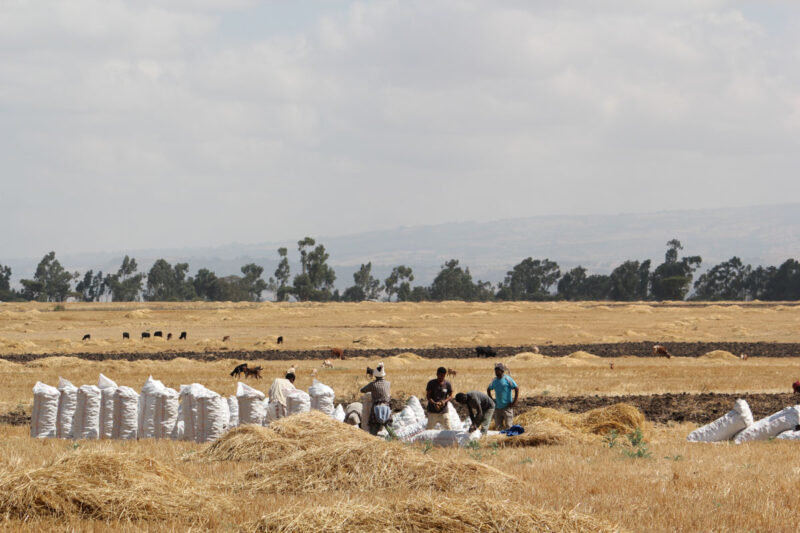 エチオピア人の力の源、テフを収穫する人々