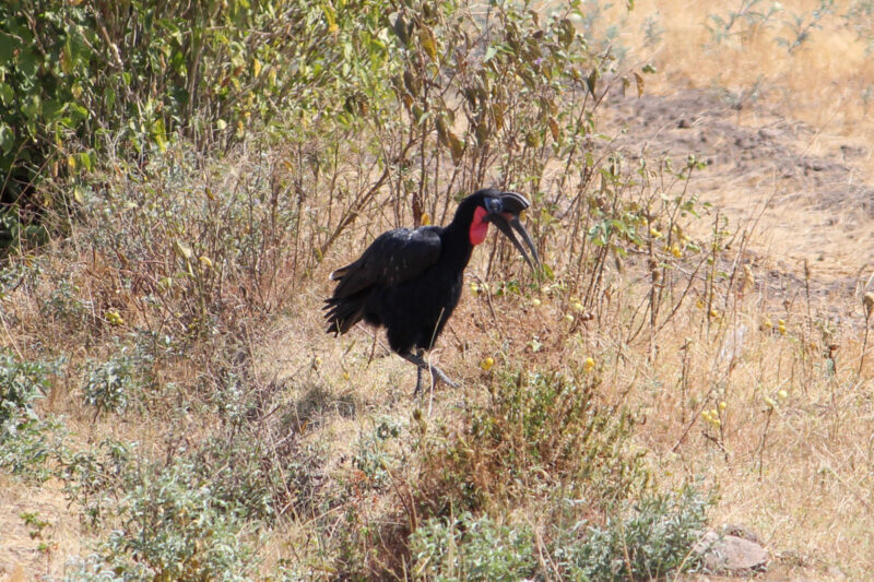 道中に出会ったアビシニア・ジサイチョウ