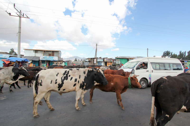 道路を我が物顔で歩く牛たち