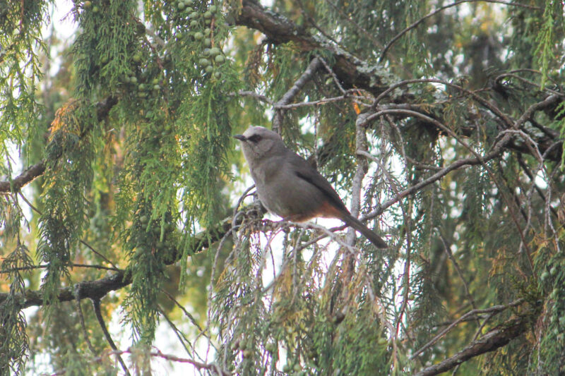 さえずりが美しい、ネコチメドリ