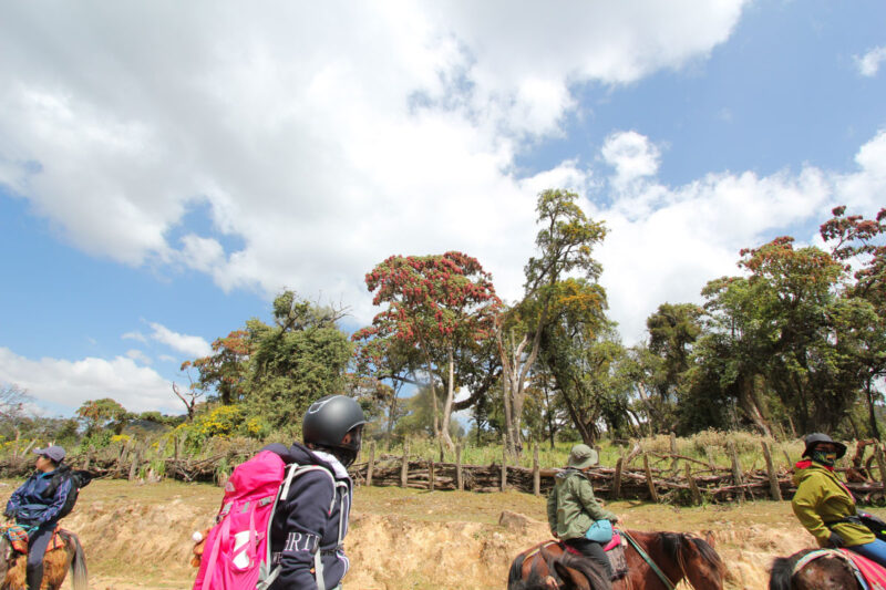 綺麗な赤い花をつけたコソノキがお出迎え