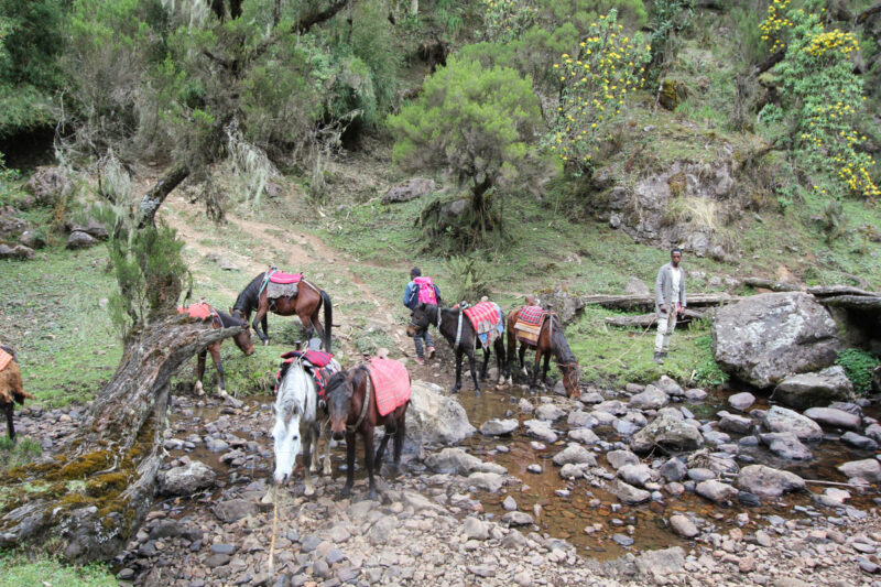 休憩中の馬たち